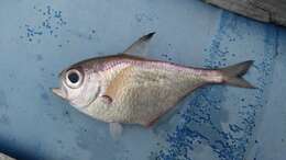 Image of Schwenk&#39;s Sweeper
