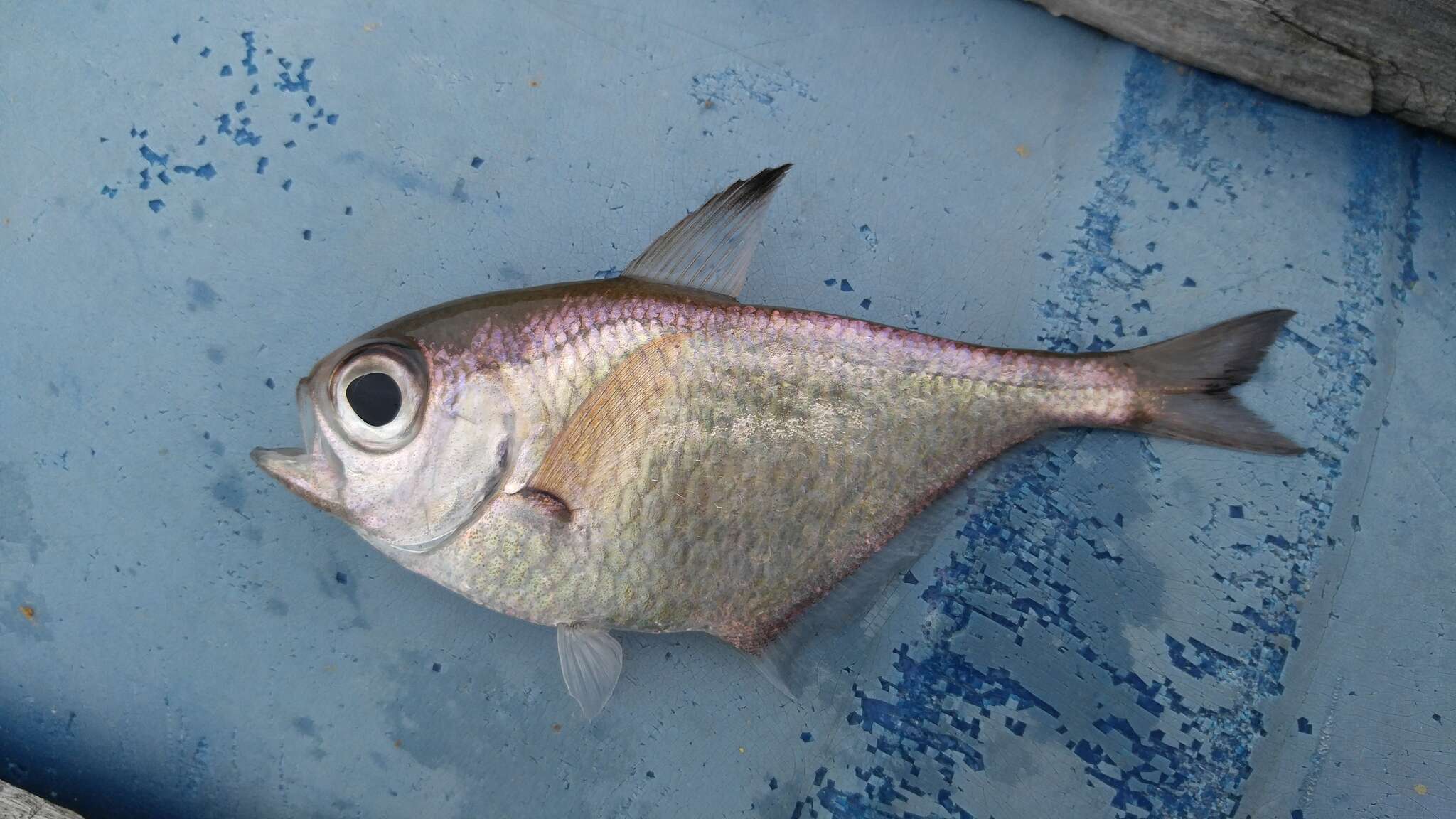 Image of Schwenk&#39;s Sweeper
