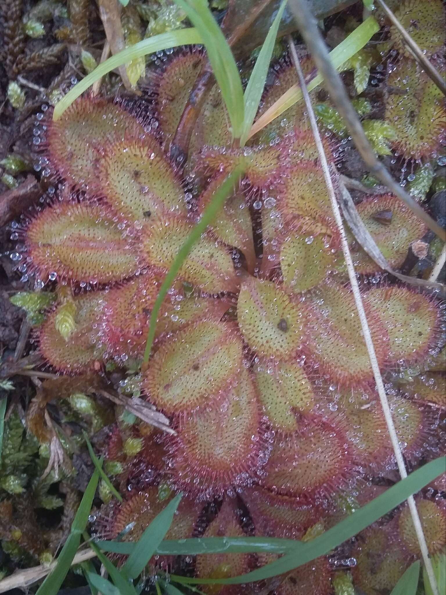 Imagem de Drosera praefolia Tepper