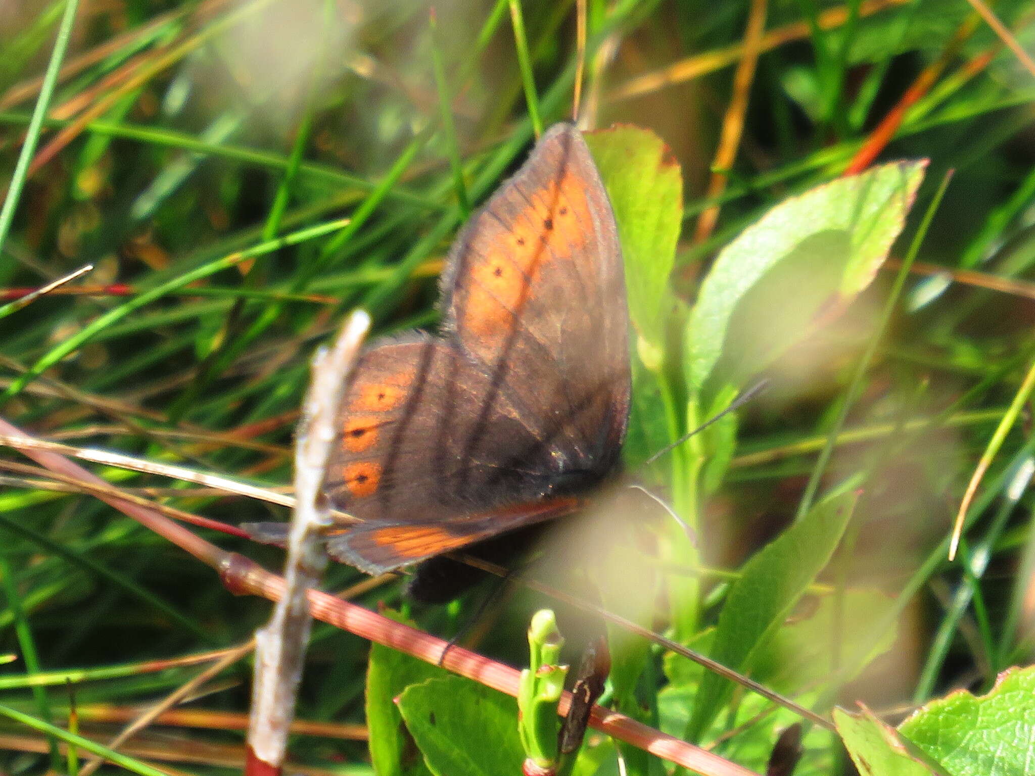 Image of Mountain Ringlet