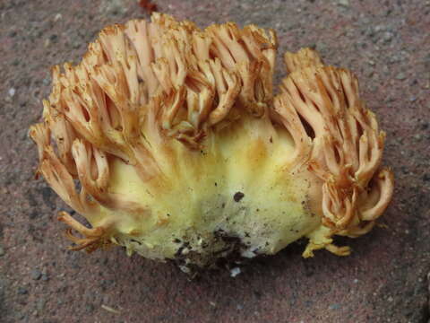 Ramaria rubricarnata Marr & D. E. Stuntz 1974 resmi