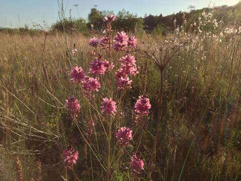 Image of Nelson's checkerbloom