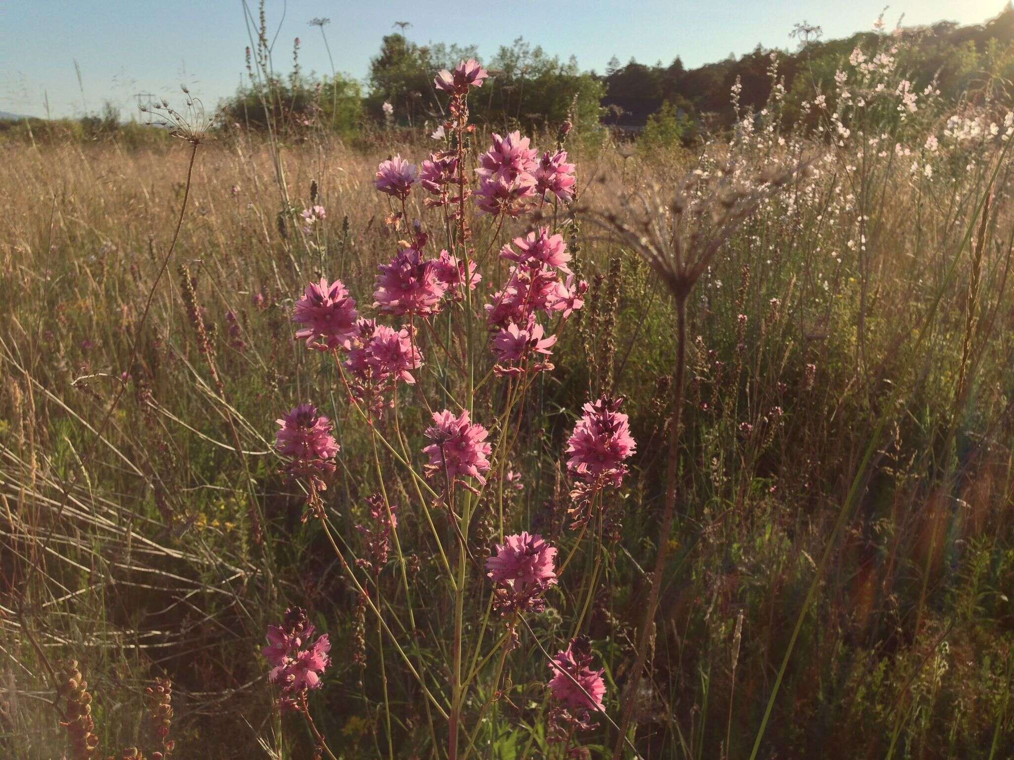 Plancia ëd Sidalcea nelsoniana Piper