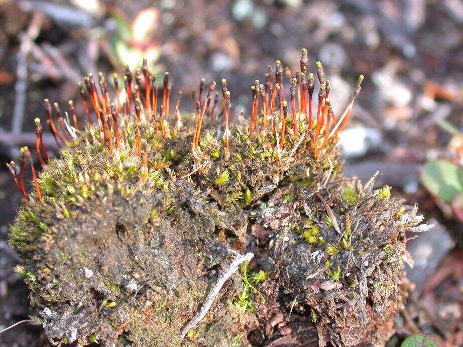 Image of Black fruited stink moss