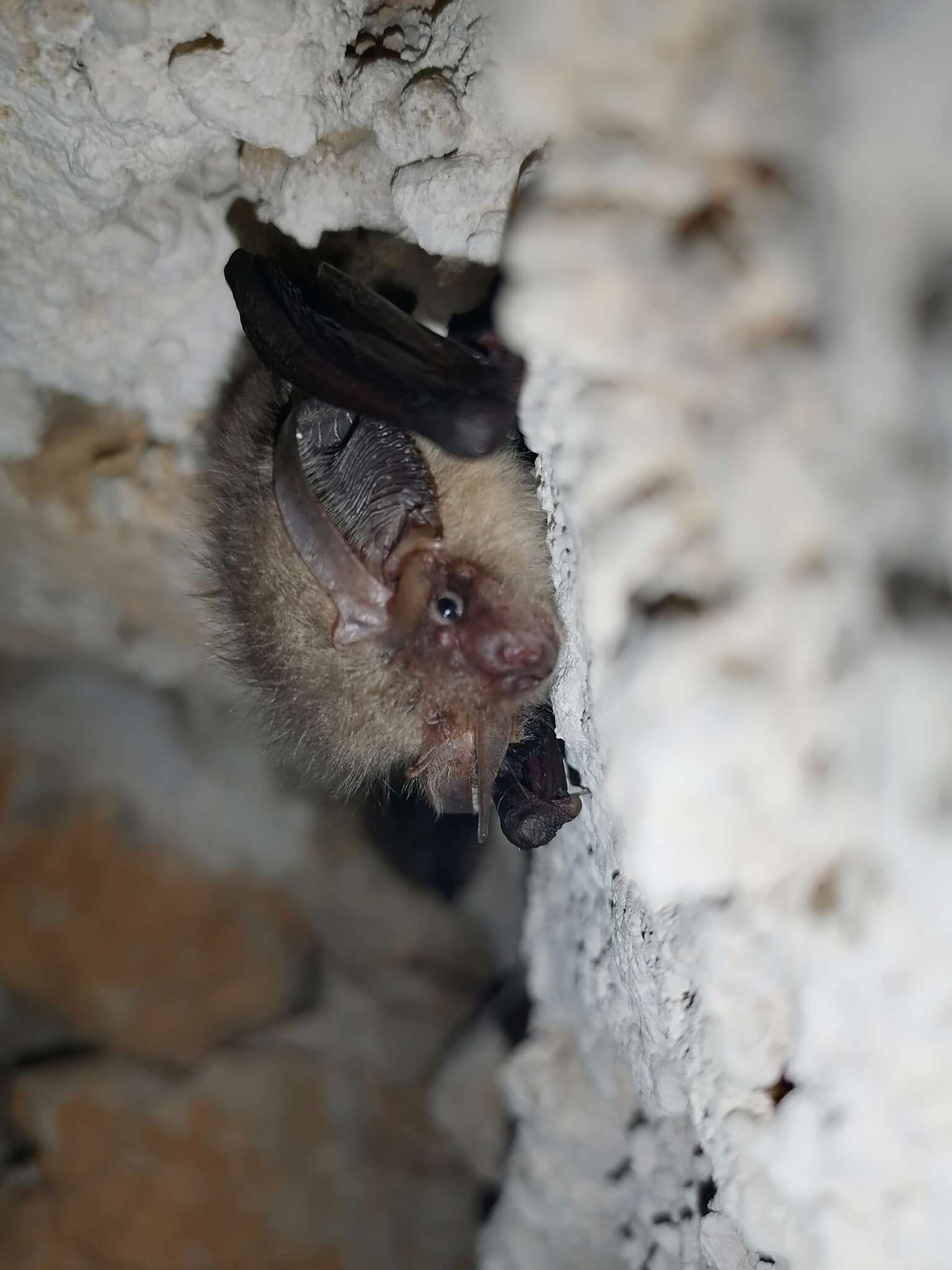 Image of Ognev’s Long-eared Bat