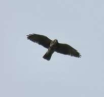 Imagem de Buteo albigula Philippi 1899