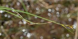 Image of Carex killickii Nelmes