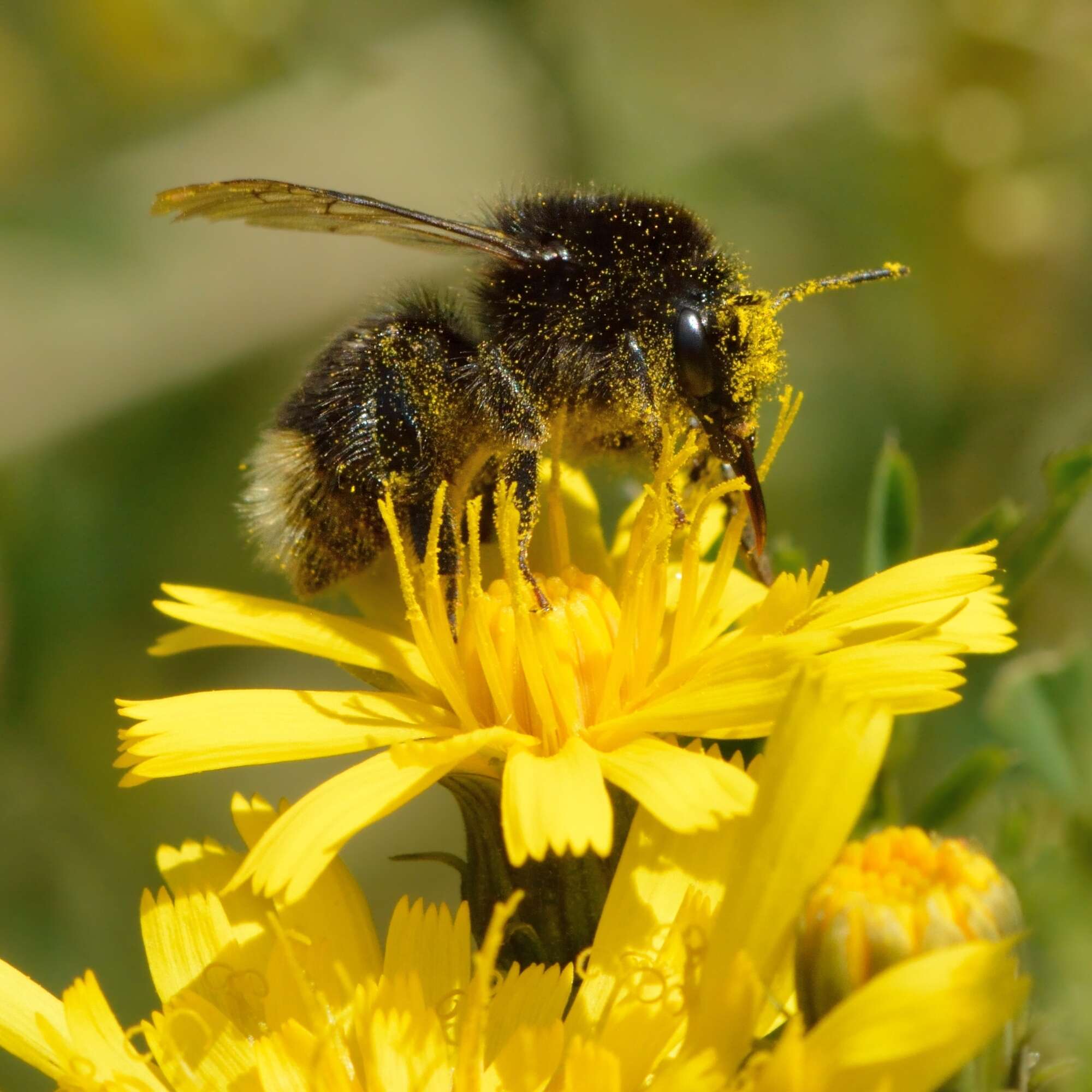 Image of narrowleaf hawksbeard