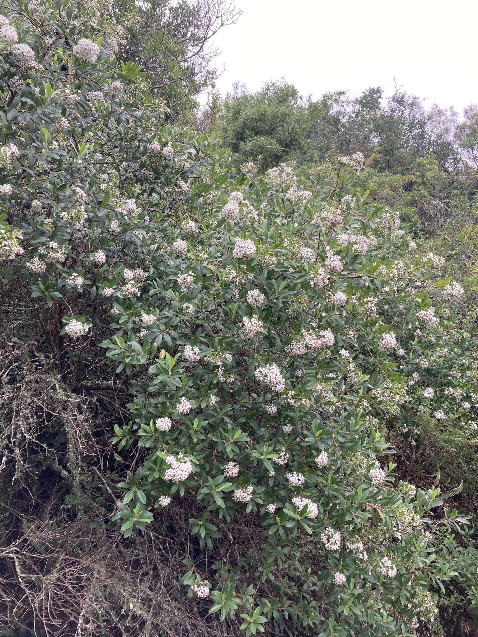 Escallonia bifida Link & Otto ex Engl. resmi