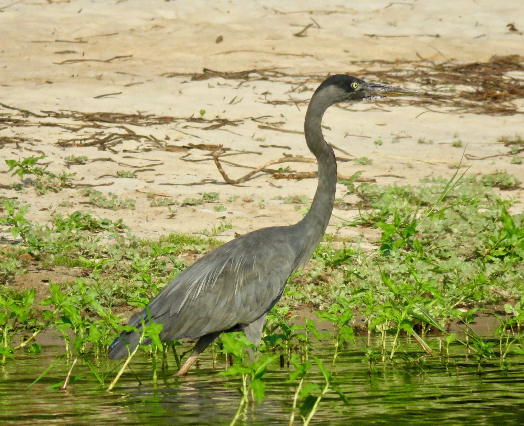 Image of Humblot's Heron