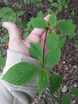 Image of alternateleaf dogwood