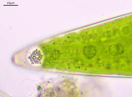 Image of Closterium acerosum