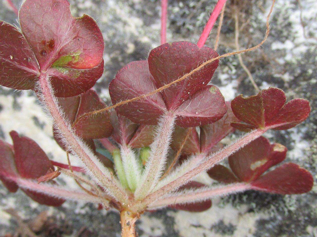 Sivun Oxalis imbricata var. violacea Knuth kuva