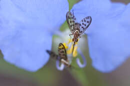 Imagem de Poecilognathus punctipennis (Walker 1849)