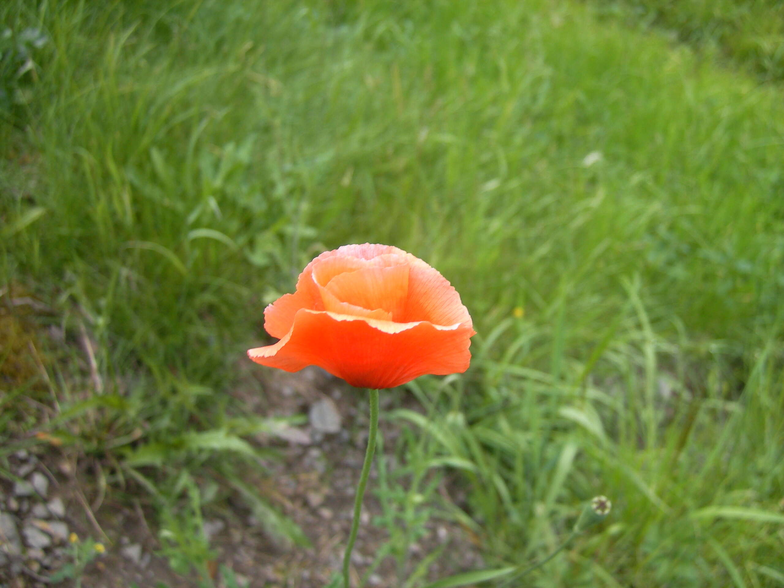 Image of Long-headed Poppy