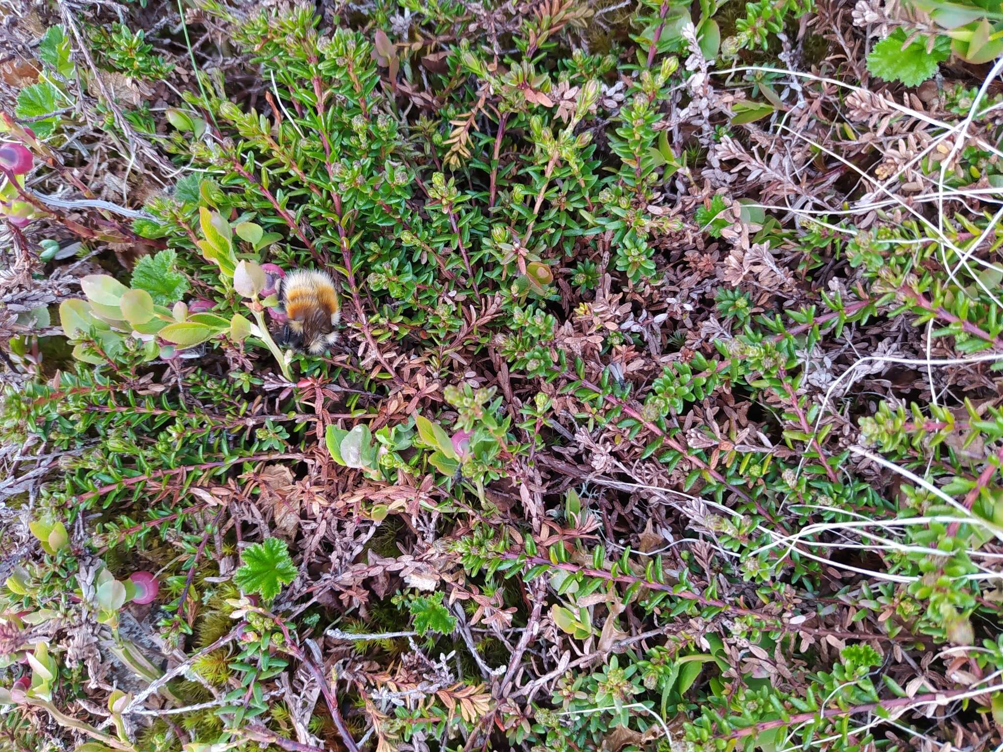 Слика од Bombus lapponicus (Fabricius 1793)