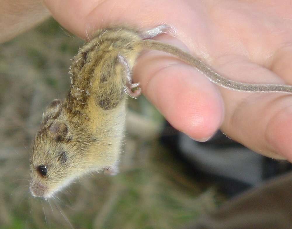 Image of Southern Birch Mouse