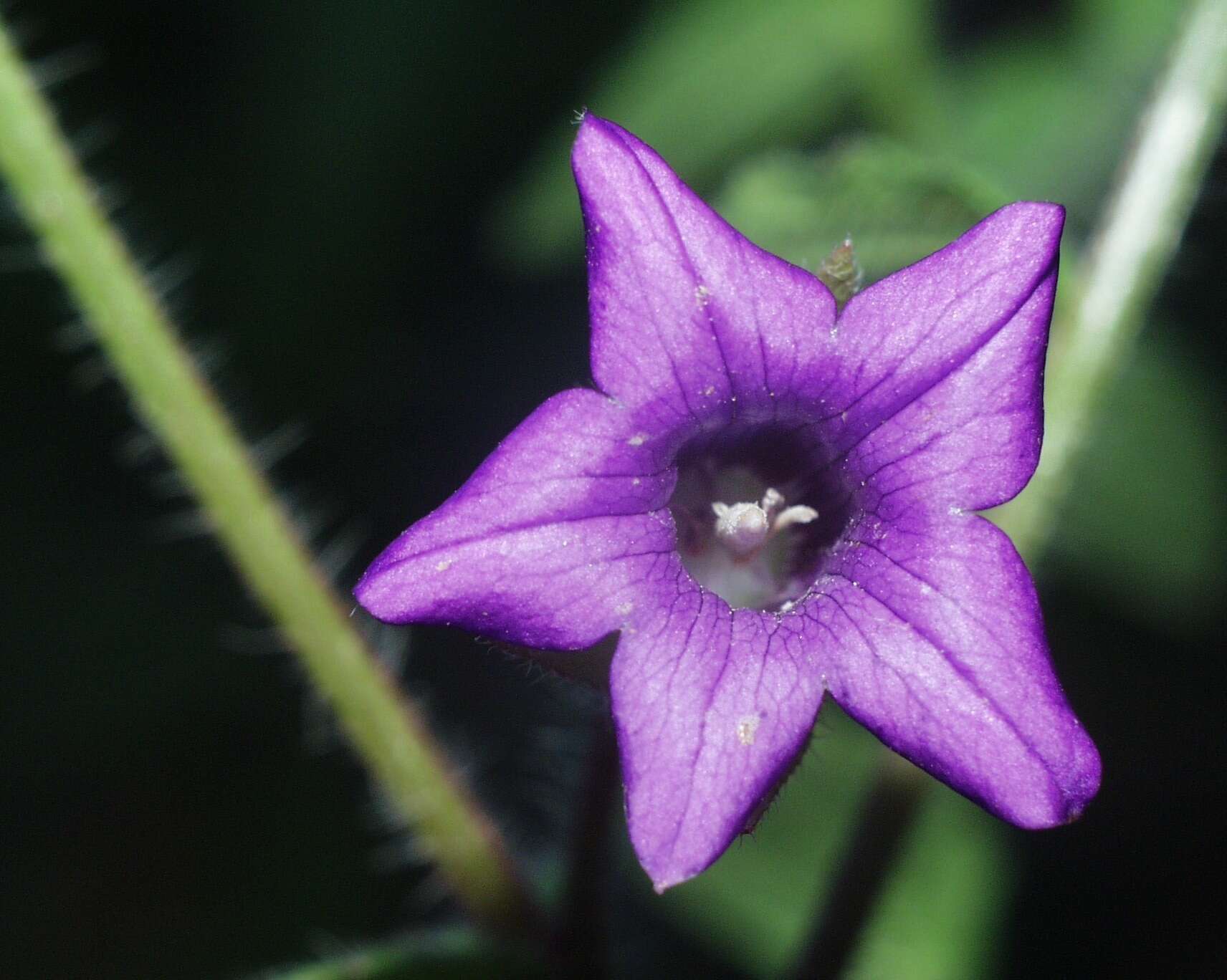 Image of Campanula afra Cav.