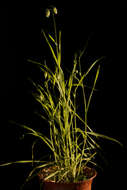 Image of big quakinggrass