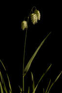 Image of big quakinggrass