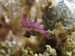 Image of Okenia purpurata Rudman 2004