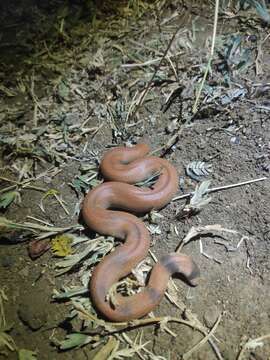 Image of Brown Sand Boa