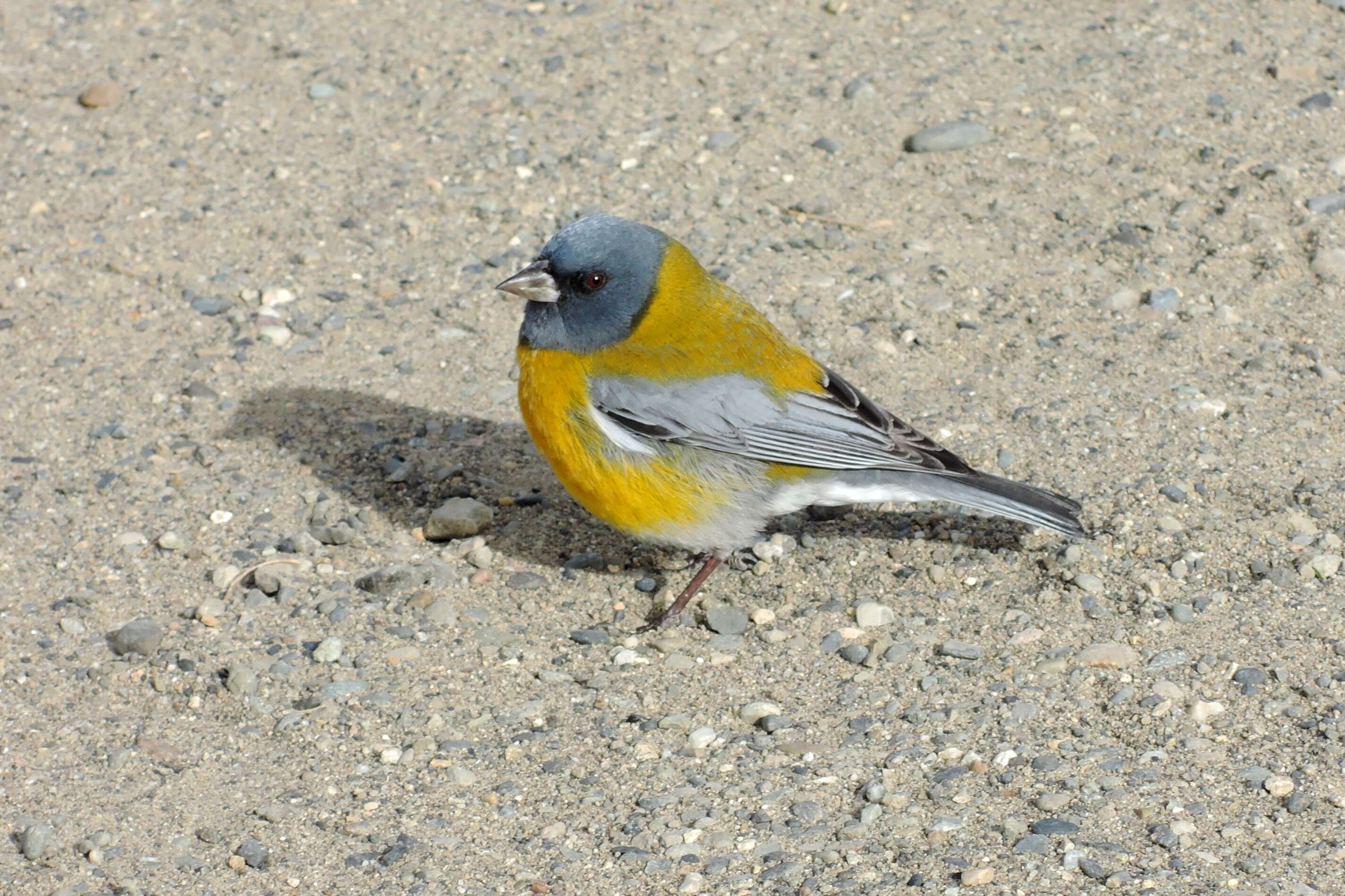 Image of Patagonian Sierra Finch