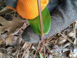 Image of Bosc's panicgrass