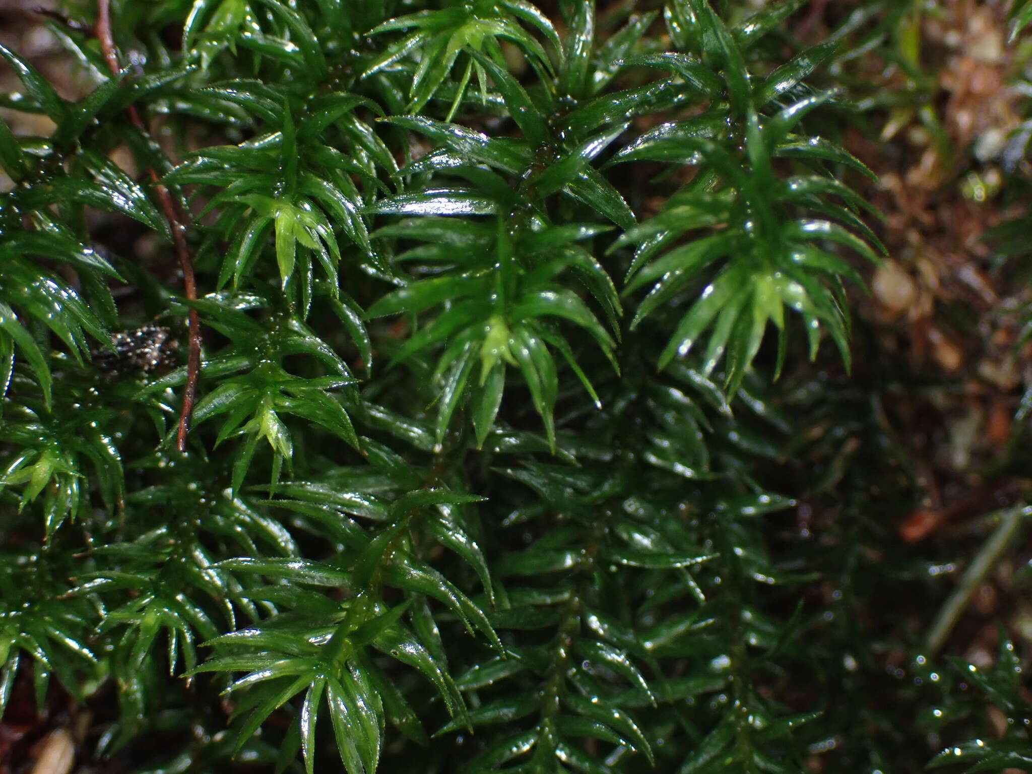 Image of contorted pogonatum moss