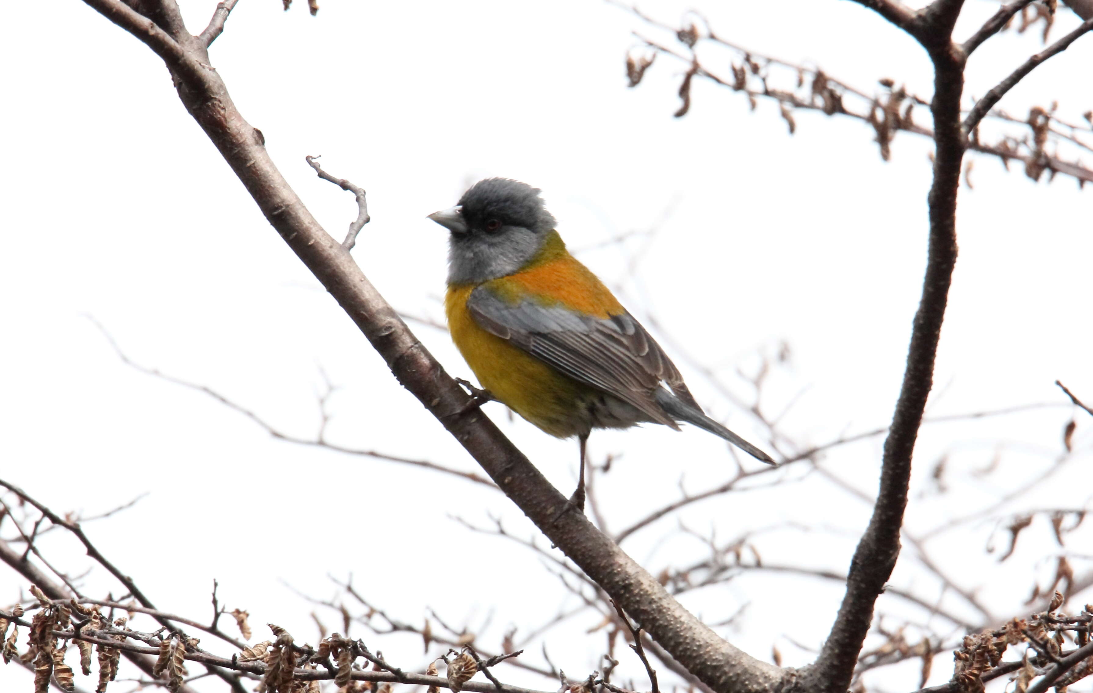 Image of Patagonian Sierra Finch