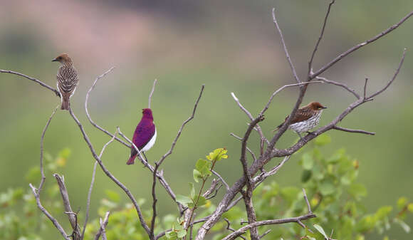 Image of Cinnyricinclus Lesson & R 1840