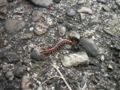 Image of Common centipede