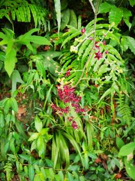 Image of Veratrum schindleri O. Loes.