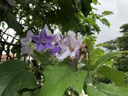 صورة Solanum wrightii Benth.