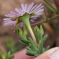 Image of Lampranthus leptaleon (Haw.) N. E. Br.