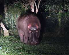 Image of Hippopotamus amphibius capensis Desmoulins 1825