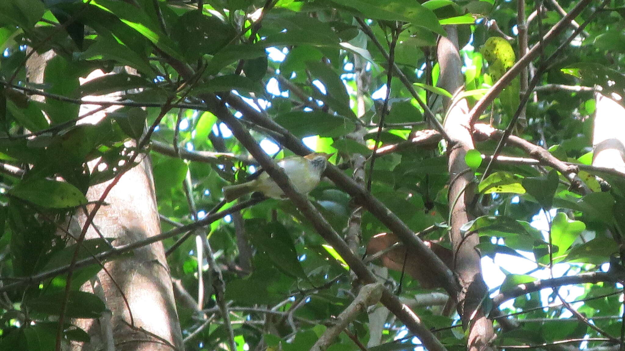 Image of Rufous-faced Warbler