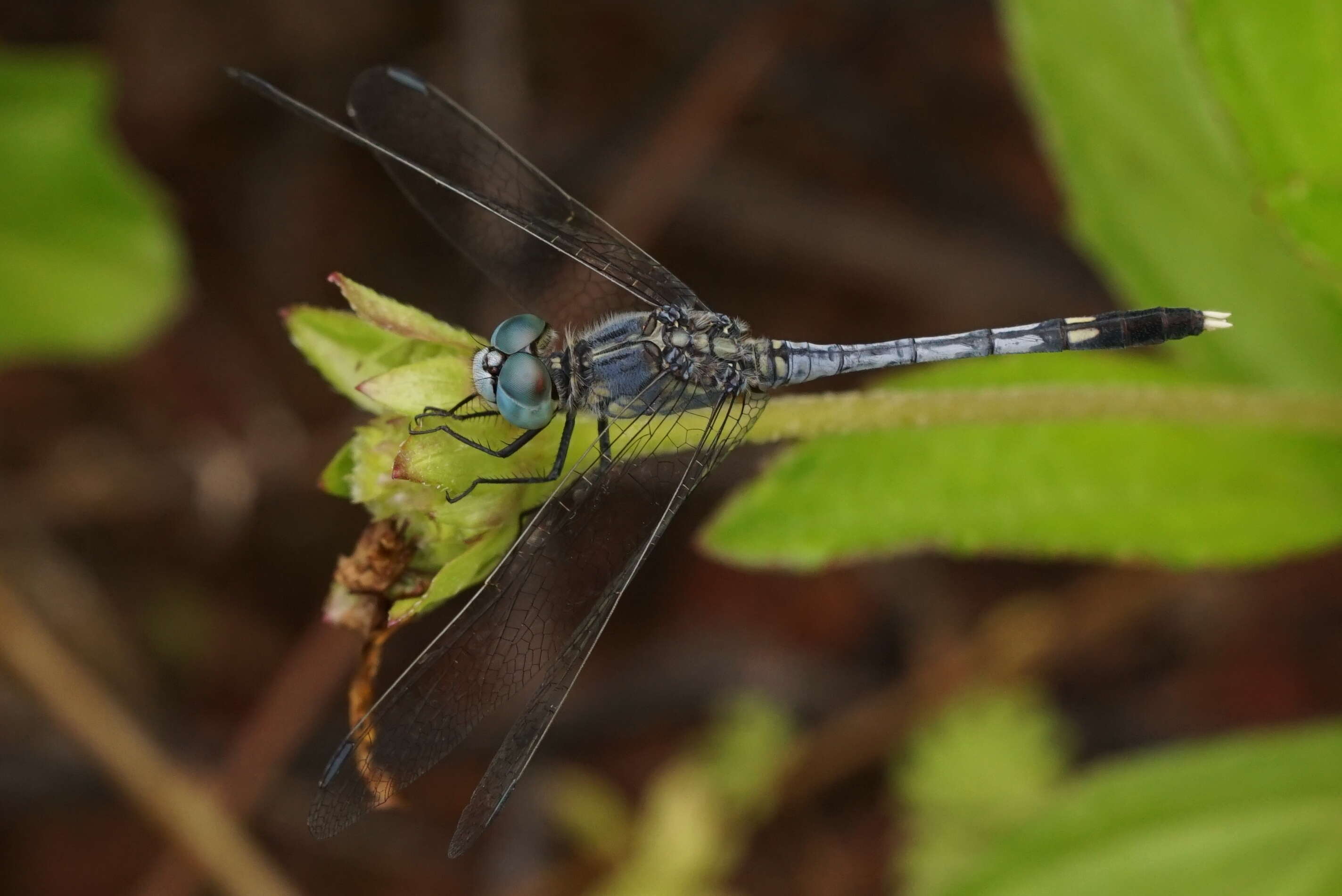 Image of Diplacodes trivialis (Rambur 1842)