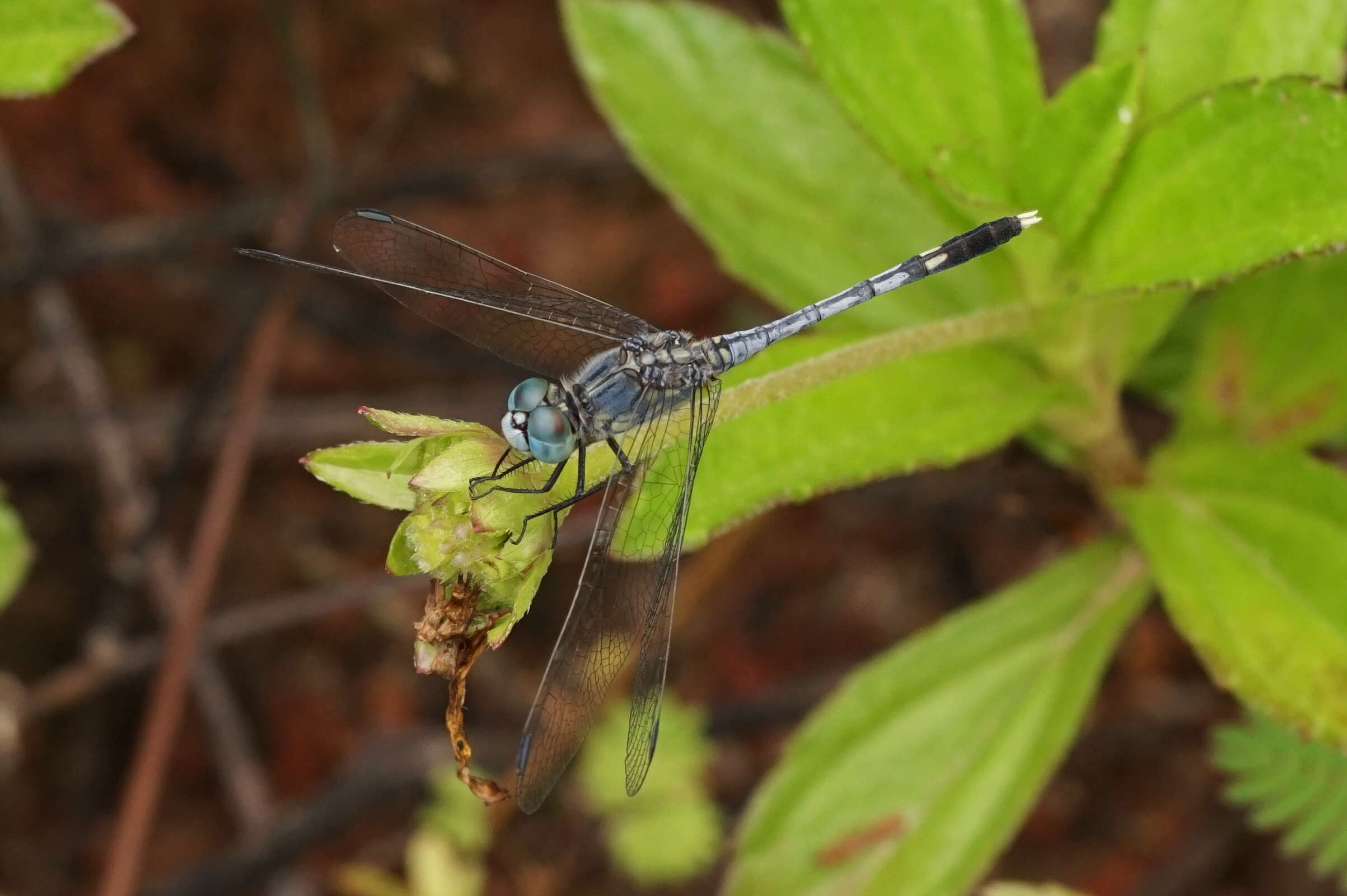 Image of Diplacodes trivialis (Rambur 1842)