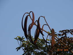 Image of Oroxylum