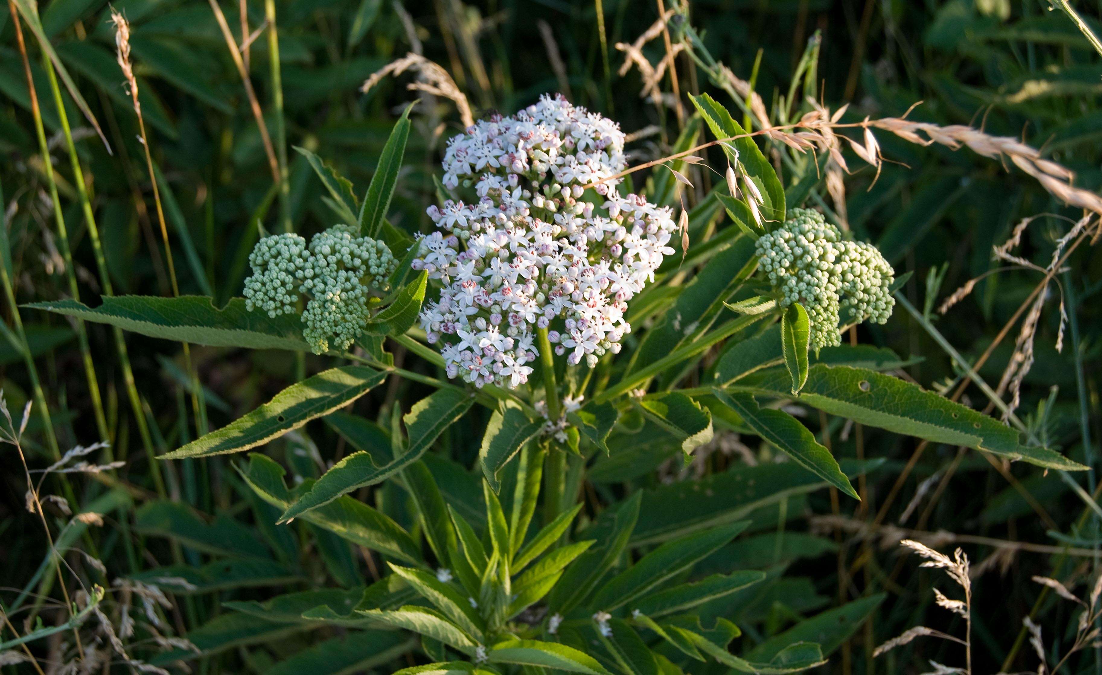 Imagem de Sambucus ebulus L.