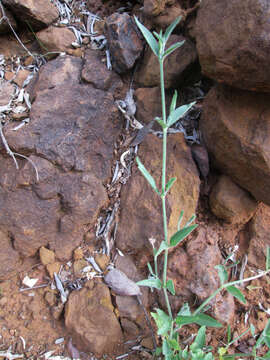 Imagem de Dicliptera transvaalensis C. B. CI.