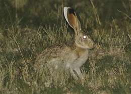 Lepus callotis Wagler 1830 resmi