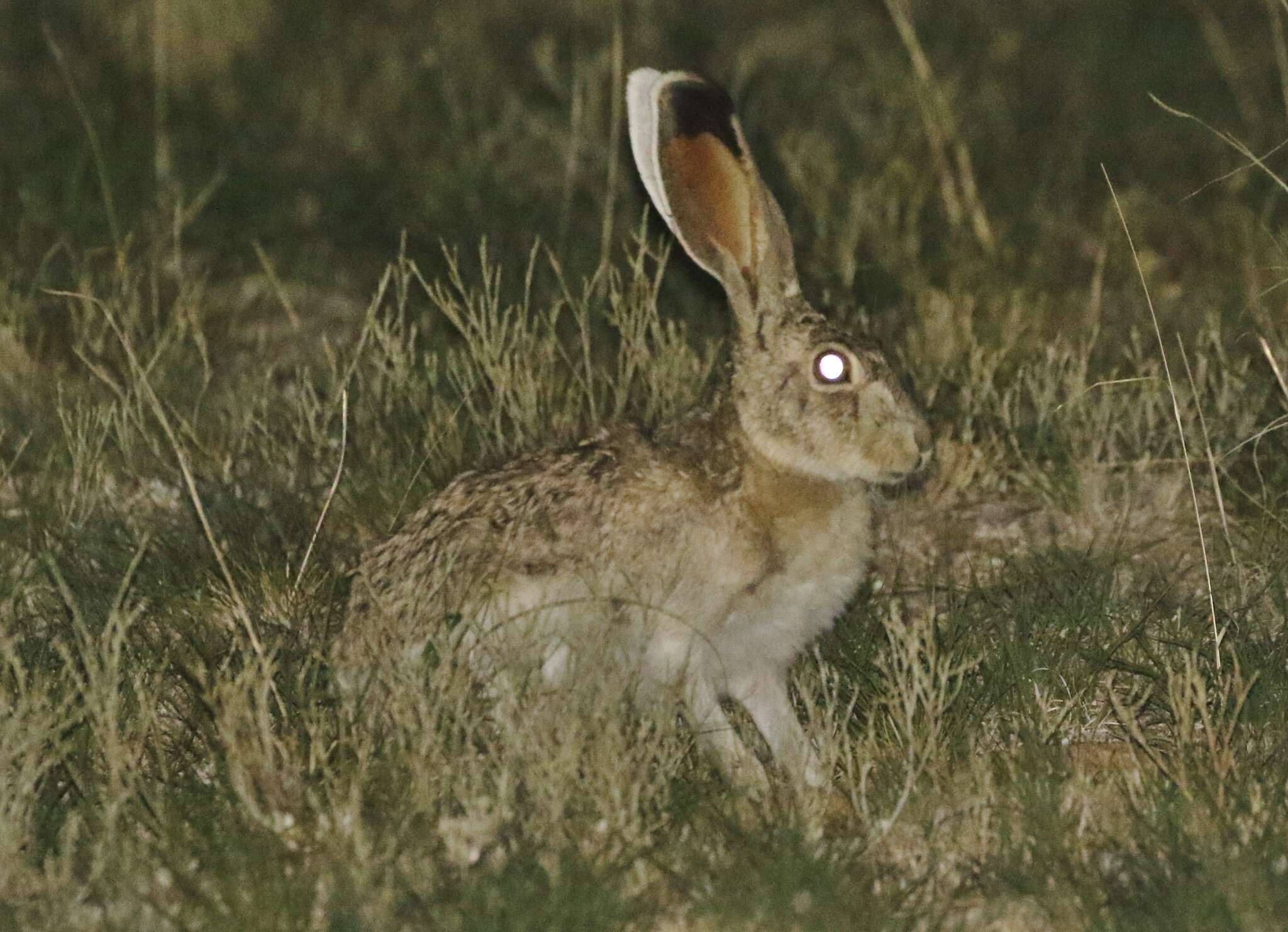 Lepus callotis Wagler 1830 resmi