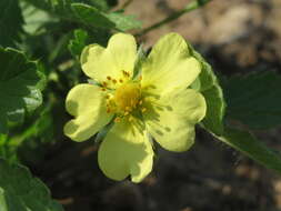 Image of sulphur cinquefoil