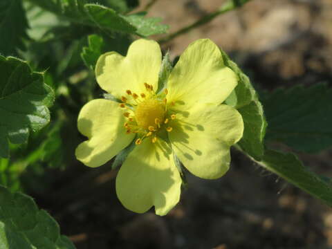 Imagem de Potentilla recta L.