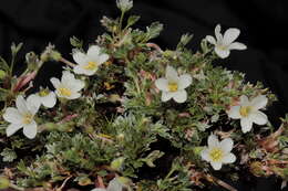 Imagem de Geranium ruizii Hieron.