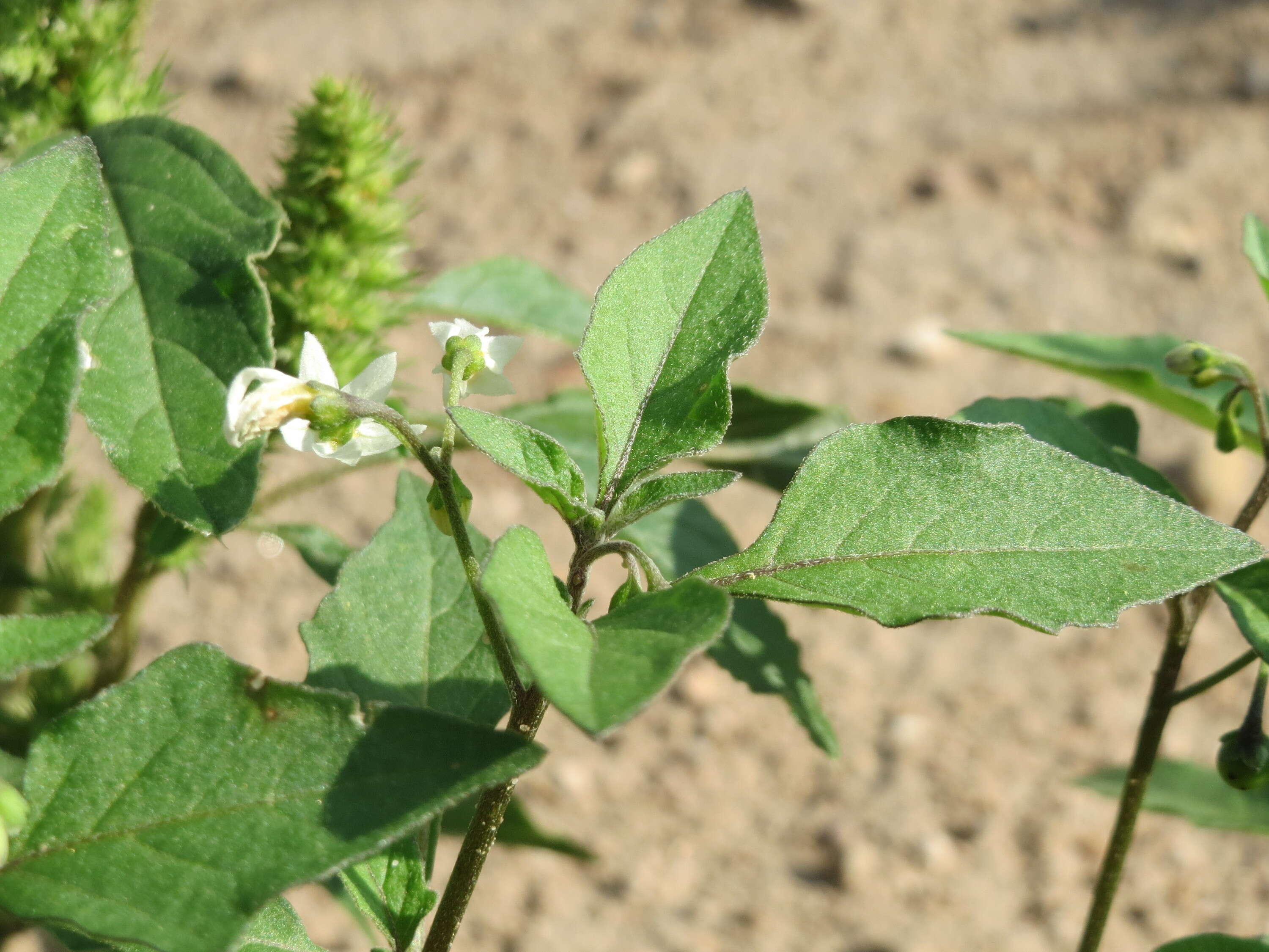 Image of European Black Nightshade