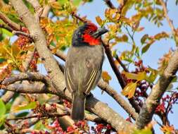 صورة Lybius torquatus torquatus (Dumont 1805)