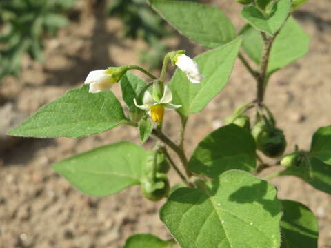 Image of European Black Nightshade